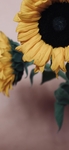 向日葵