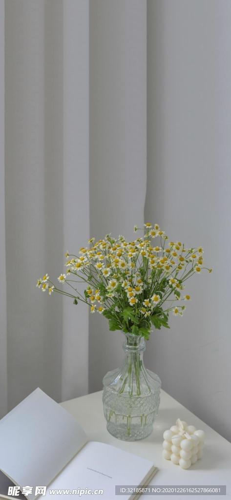 小野菊图片