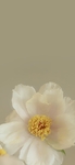 山茶花图片