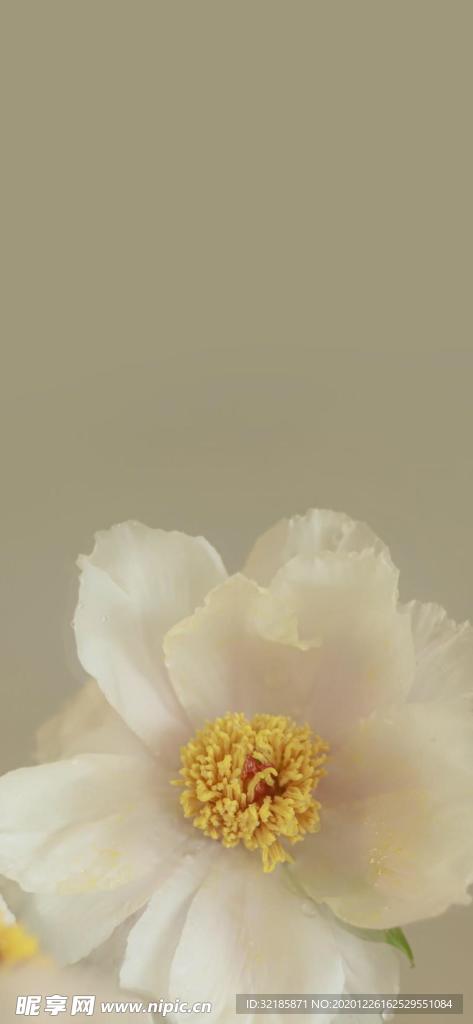 山茶花图片