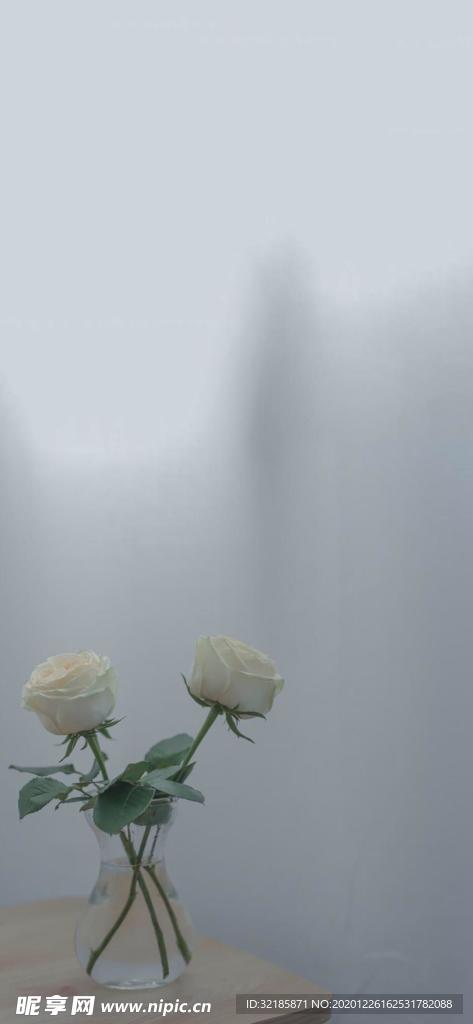 白玫瑰花图片