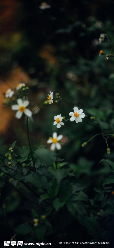 花图片