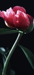 芍药图片