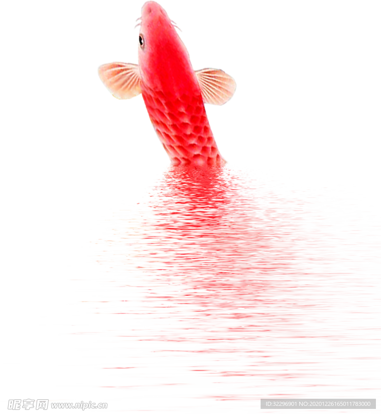 金鱼