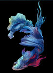鱼