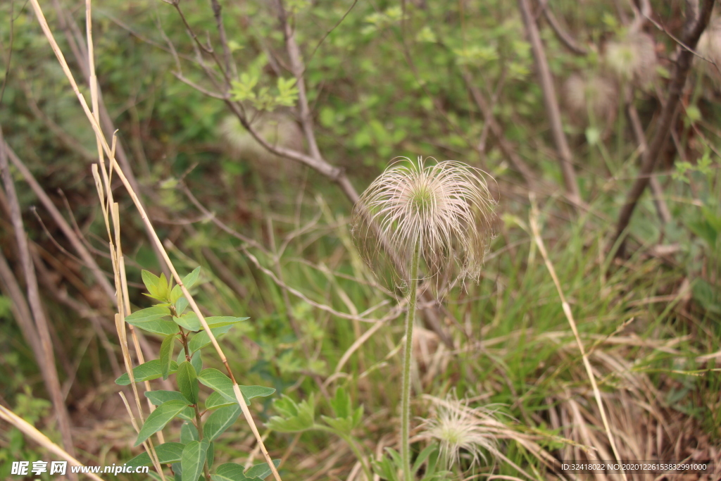 那些花儿