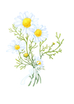 花纹