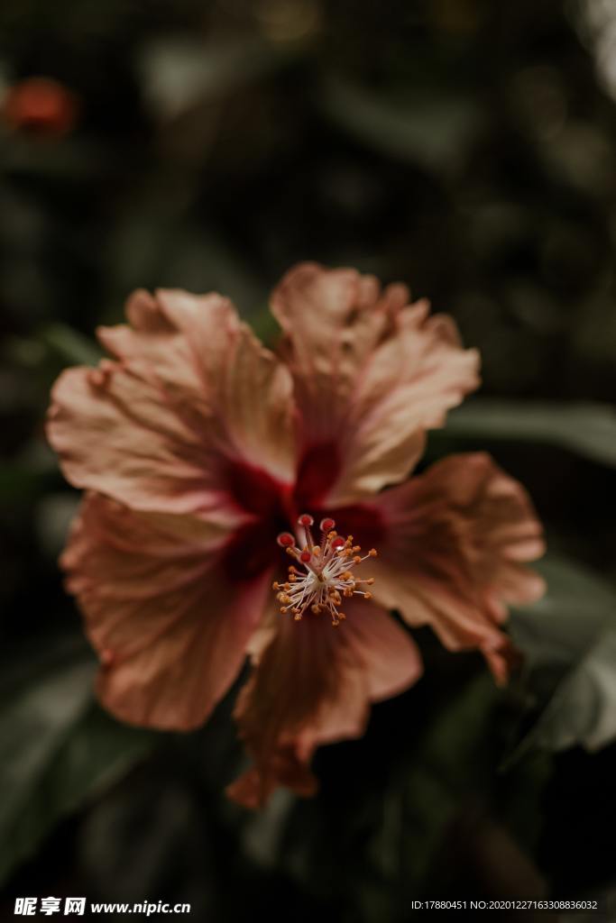 花卉