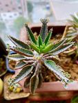多肉植物