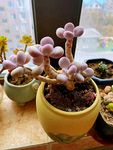多肉植物