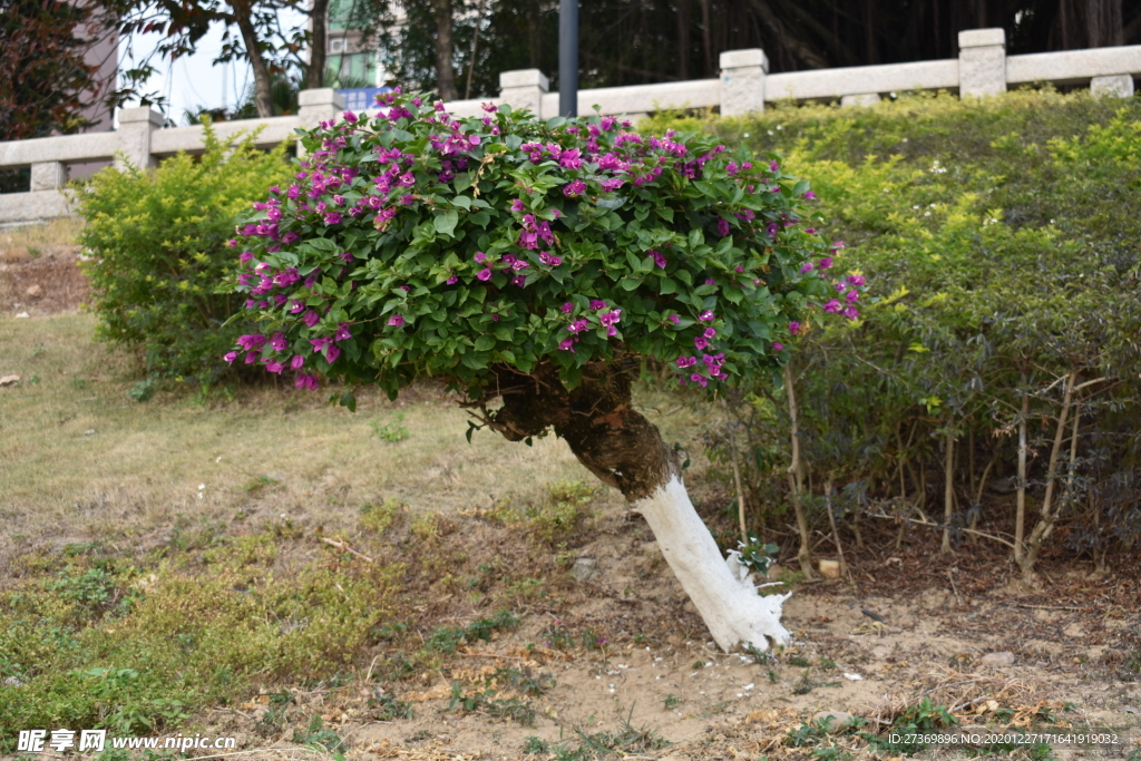 景观小树