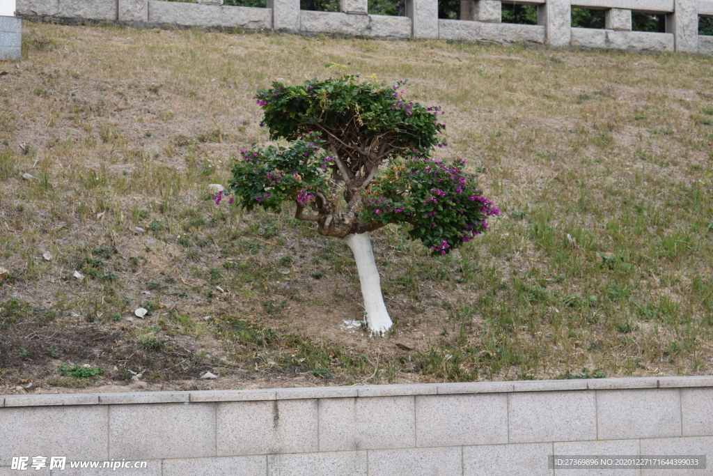 景观小树
