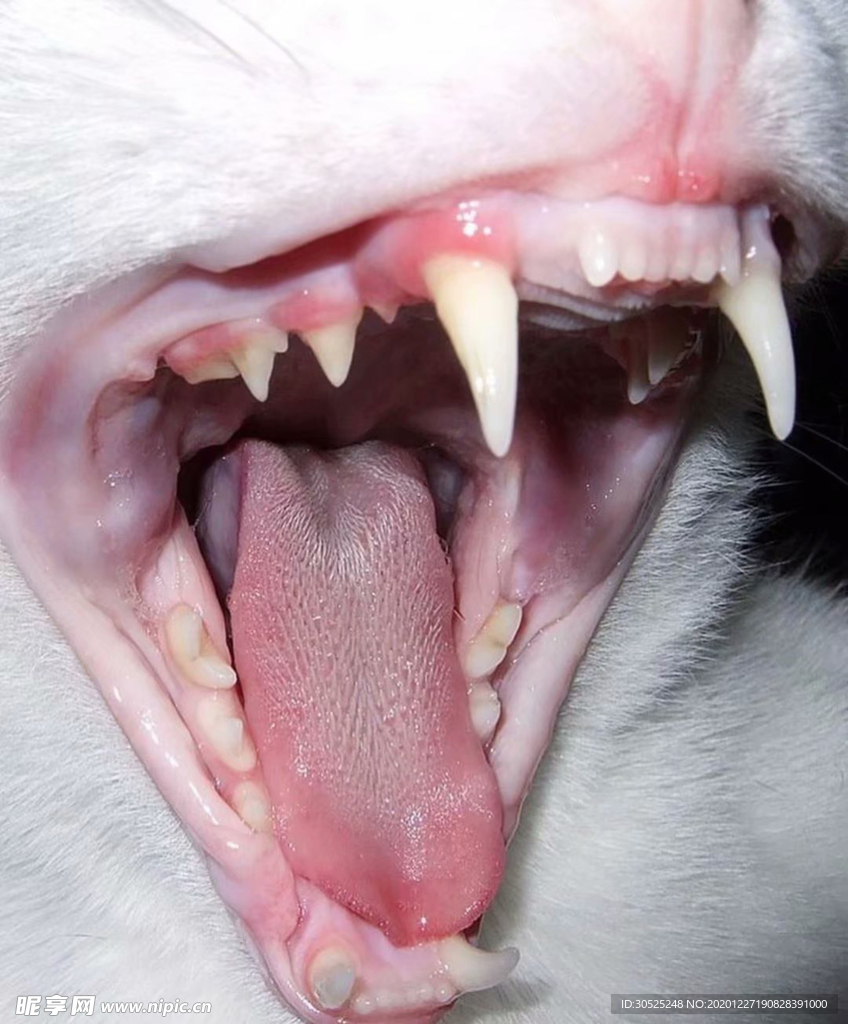 猫牙