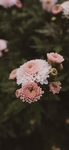 乒乓菊花唯美   图片