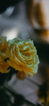 月季花唯美   图片