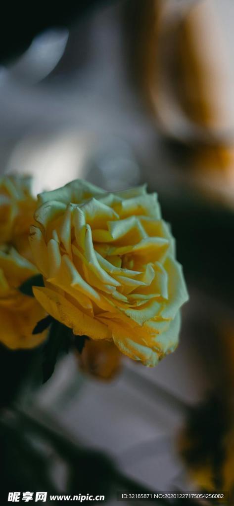 月季花唯美   图片