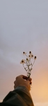母菊   唯美   图片