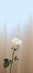白玫瑰花唯美   图片