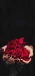玫瑰花朵 图片