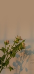 玫瑰花唯美   图片