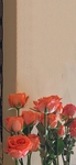 玫瑰花唯美 图片