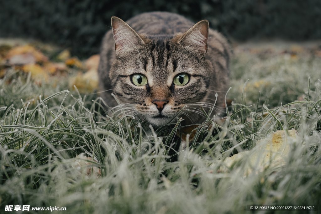 虎斑猫