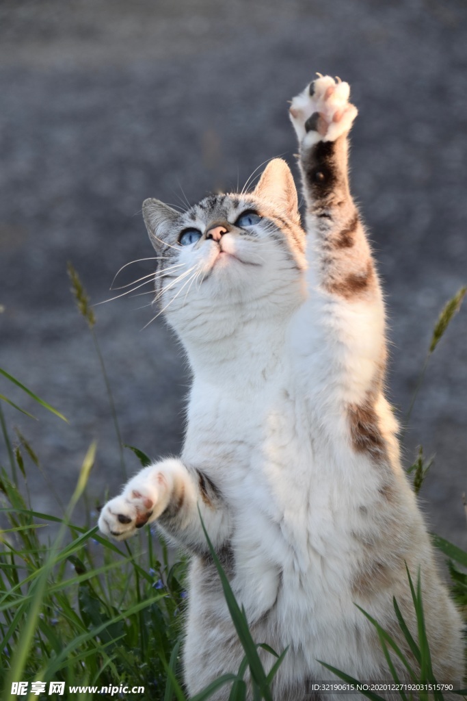 猫