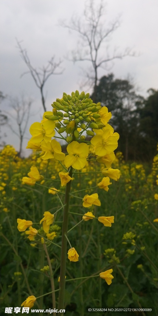 油菜花