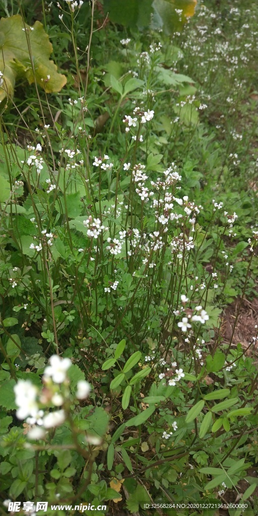 路边小花