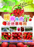 草莓采摘园