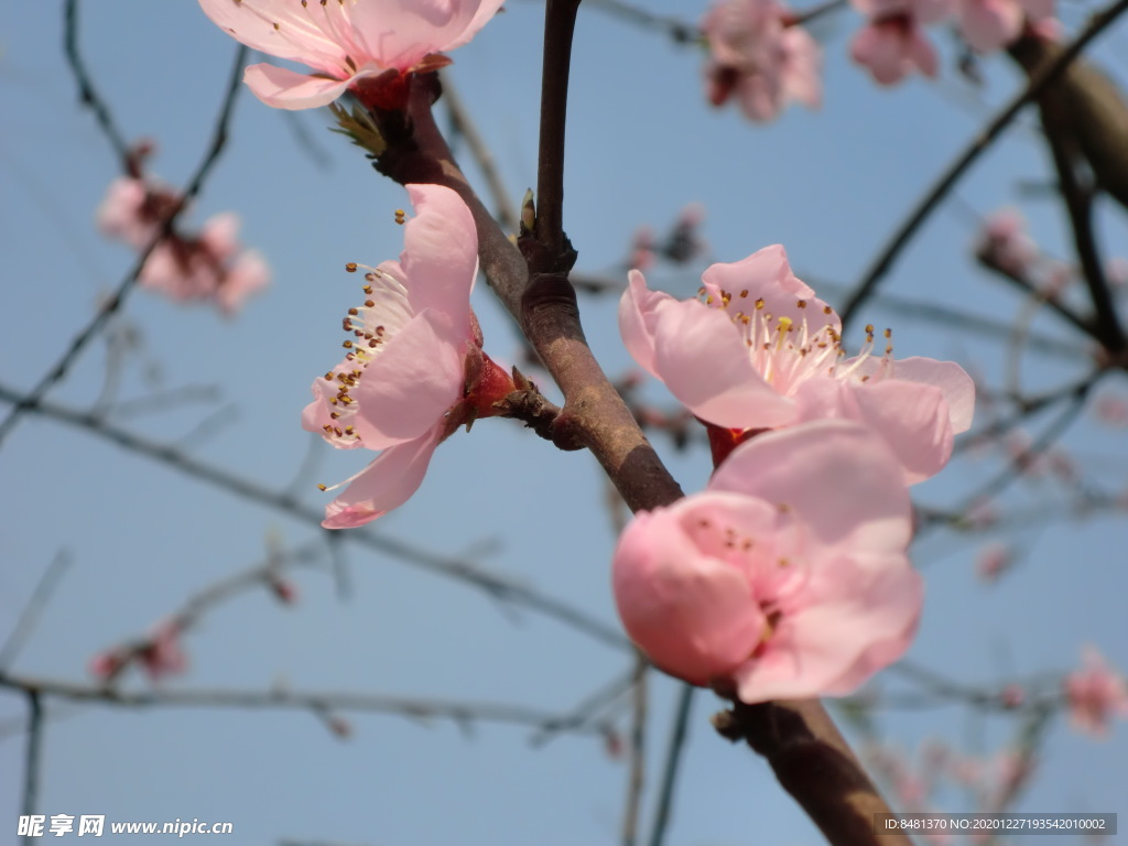 花蕊