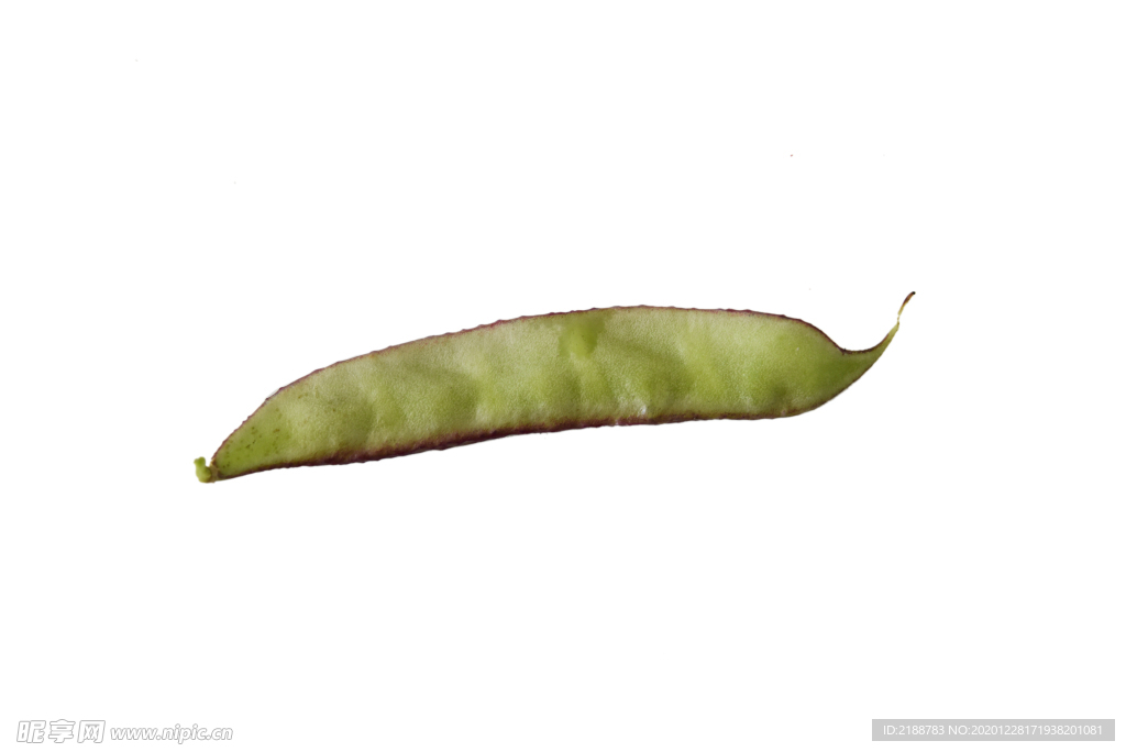 扁豆