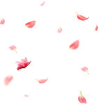 桃花樱花花瓣