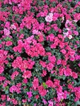 杜鹃花