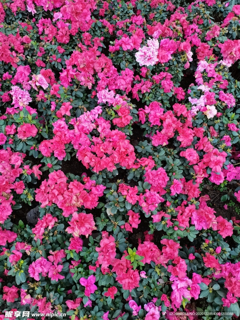杜鹃花