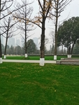 公园风景