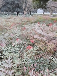 公园风景