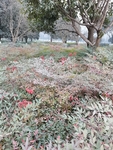 公园风景