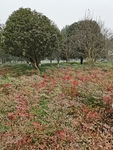 公园风景
