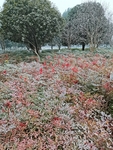 公园风景