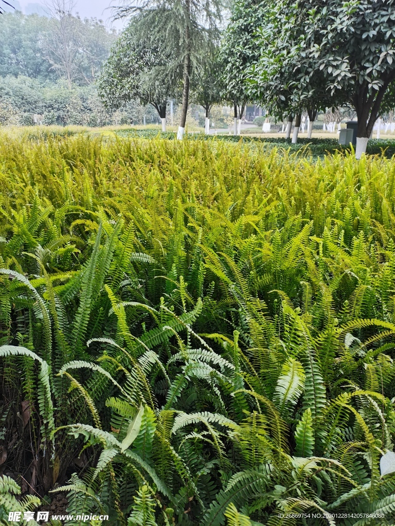 蕨类植物
