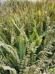 蕨类植物
