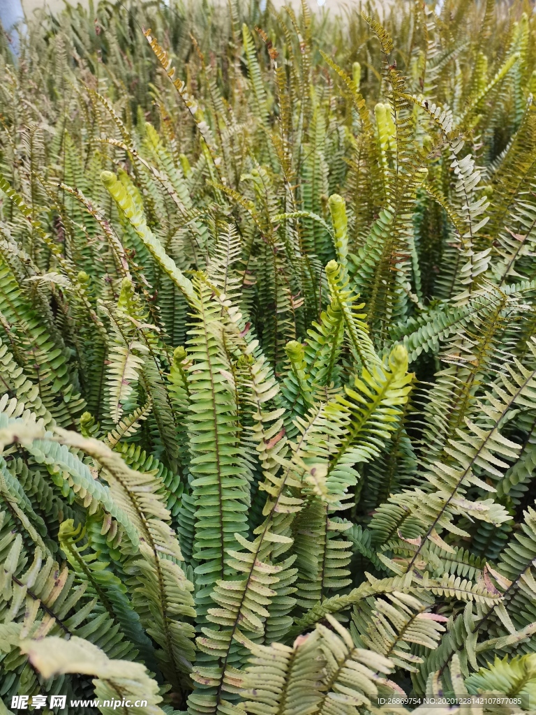 蕨类植物