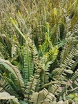 蕨类植物