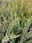 蕨类植物