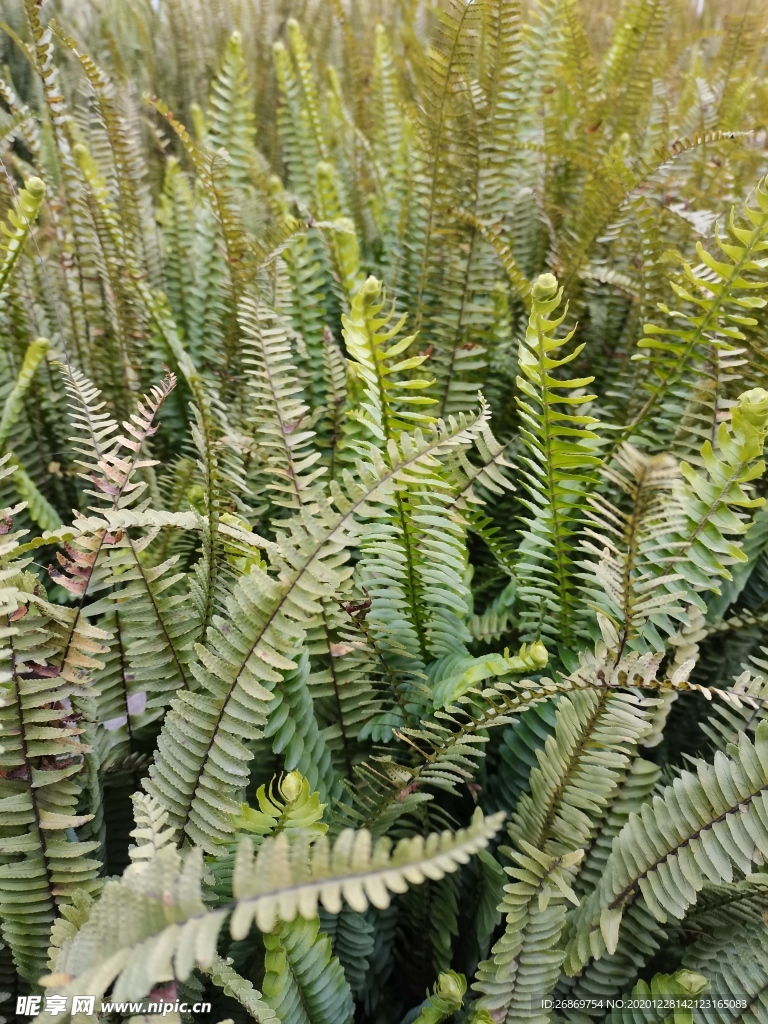 蕨类植物