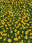 报春花