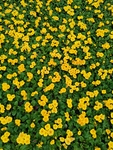 报春花