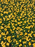 报春花