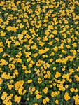 报春花